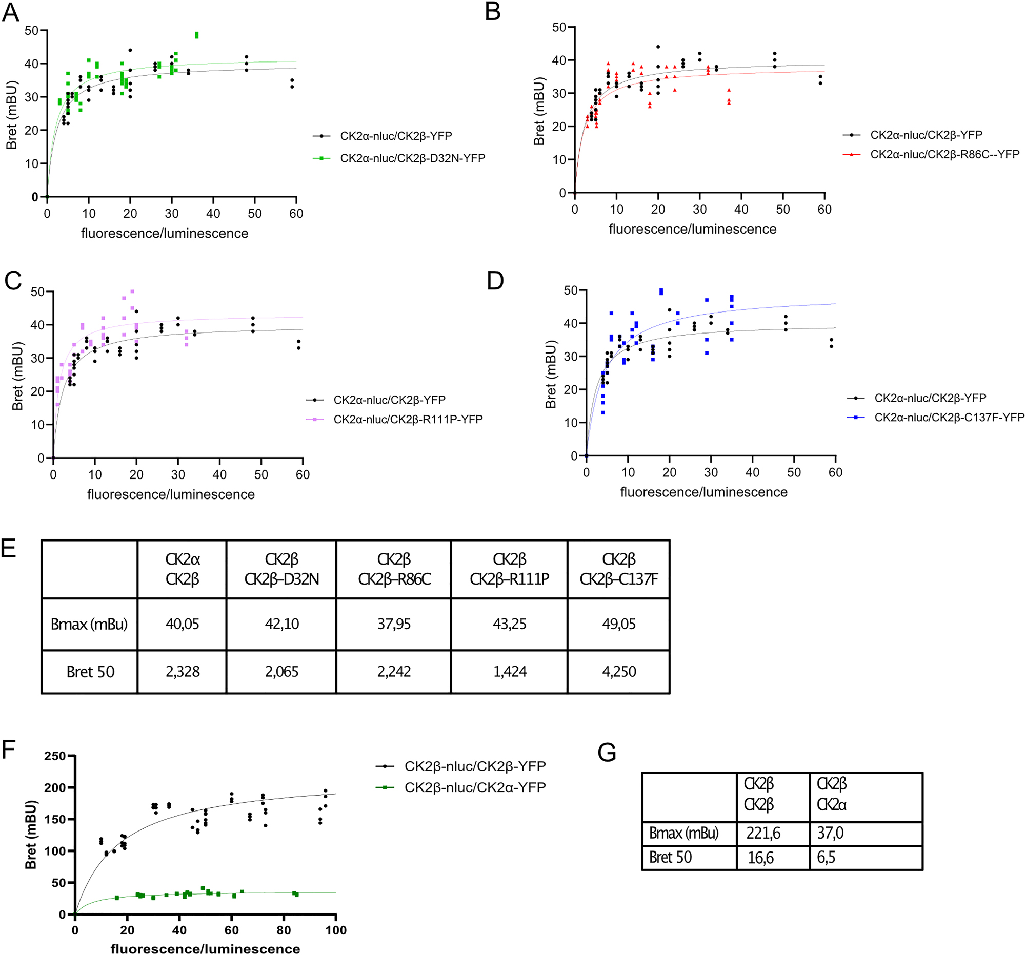 Figure 6:
CK2α-β formation is not affected by CK2β mutants. BRET saturation curves of heterodimerization of CK2α and CK2β in HEK293T cells. BRET signals were performed on HEK293T cells transiently transfected with a constant DNA amount of CK2α-Nluc and increasing quantities of CK2β-YFP. The curves were fitted using a non-linear regression equation assuming a single binding site (GraphPadPrism). Results were expressed in milliBRET units (mBU, with 1 mBU corresponding to the BRET values multiplied by 1,000). Comparison CK2α-CK2β WT with CK2α-CK2βD32N (A), with R86C (B), with R111P (C) and with C137F (D). Data were obtained with at least three separate experiments with triplicate determinations. Parameters derived from BRET saturation curves of the heterodimerization of CK2. Table listing Bmax and Bret50 values for individual combinations (E). BRET saturation curves comparing CK2α-β and CK2β-β interaction between wildtype CK2 subunits (F), table listing Bmax and Bret50 values (G).