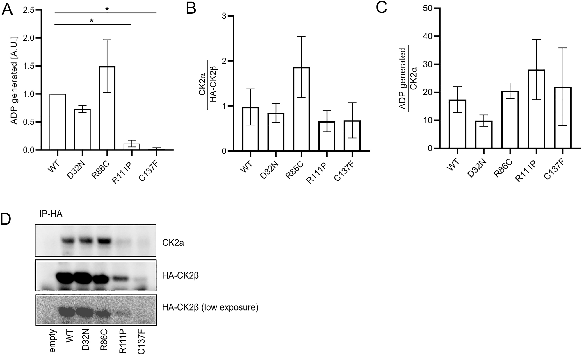 Figure 7:
In vitro kinase activity of mutant immunoprecipitates. HA-CK2β WT and mutants were expressed in Cos7 cells. 400 μg of cell lysates were used for immunoprecipitation using anti-HA magnetic beads, followed by a kinase assay performed with washed immunoprecipitates. ADP generation was plotted (A). The immunoprecipitates were then separated on a SDS-PAGE gel and amounts of HA-CK2β and CK2α in precipitates were quantified (B). ADP generation was normalized by amount of co-precipitated CK2α (C). Results from three independent experiments were used for quantification. Representative western blot showing CK2α and HA-CK2β after α-HA immunoprecipitation (D). Graphs show mean value ± SEM. Statistical analysis was performed using one-way ANOVA test with Dunnett post-test.