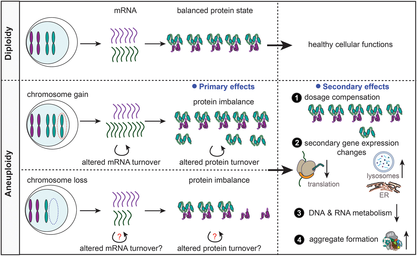 Figure 1: 
The effects of aneuploidy on protein homeostasis and gene expression. Aneuploidy (bottom), in contrast to diploidy (top), alters the mRNA and protein abundance in cells. The changes in molecular content place an enormous burden on the cells leading to dysregulation of various cellular pathways including decreased translation and DNA/RNA metabolism, increased lysosomal activity and ER stress, and elevated protein aggregation. Aneuploid cells suffer from proteotoxic stress because of the proteome imbalance. However, dosage compensation on both mRNA and protein levels partially alleviates the effects of the imbalance.
