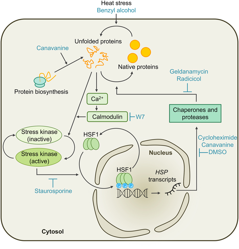 Figure 1:
Working model for the cytosolic unfolded protein response (cytUPR) in Chlamydomonas. Un- and misfolded proteins accumulate in the cytosol if the folding capacity of the cell is exceeded by increased protein biosynthesis, heat stress, or by feeding the cells with canavanine or benzyl alcohol. This leads to the activation of stress kinases in a calcium-dependent manner, which is perturbed by the calmodulin antagonist W7. With the consequent hyperphosphorylation of constitutive HSF1 trimers by stress kinases, which can be inhibited by staurosporine, HSF1 obtains transcriptional competence and induces the transcription of HSP genes encoding molecular chaperones and proteases. The production of these HSPs is disturbed/inhibited by cycloheximide, canavanine, or DMSO. The chaperones and proteases assist in protein refolding and degrade terminally misfolded proteins, thereby restoring protein homeostasis. This process is slowed down by inhibition of HSP90 through the pharmacological treatment with geldanamycin or radicicol. Once equilibrium is restored, HSF1 is inactivated in a process termed attenuation.
