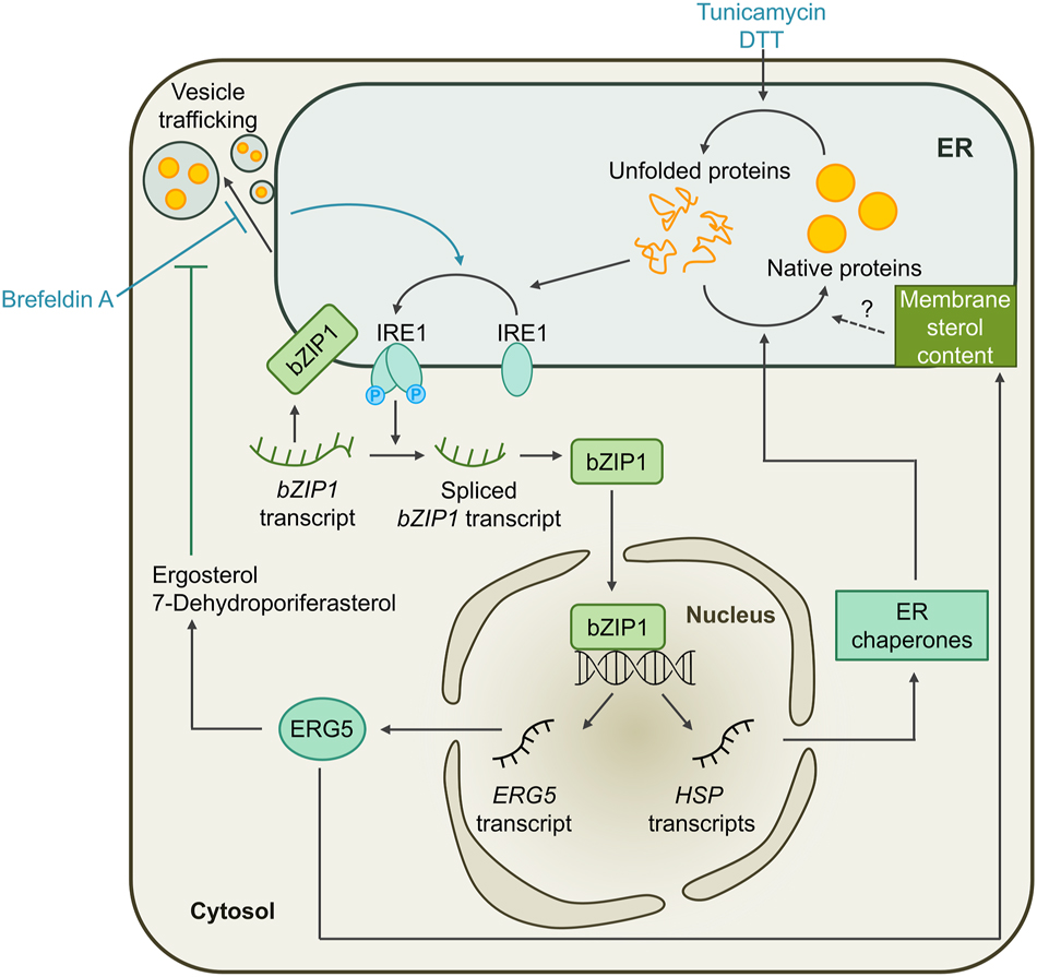 Figure 2:
Working model for the unfolded protein response in the ER (erUPR) of Chlamydomonas. Treatment of Chlamydomonas cells with tunicamycin or DTT leads to the accumulation of unfolded proteins in the ER. This induces the dimerization and autophosphorylation of the membrane-localized ER stress sensor IRE1, activating its RNase activity. Active IRE1 splices the mRNA encoding the bZIP1 transcription factor, resulting in the loss of its transmembrane domain and targeting it to the nucleus. There, it initiates the transcription of ER stress-related genes, including molecular chaperones that restore protein homeostasis in the ER. Alternatively, ER stress can be induced by the inhibition of ER-Golgi vesicle trafficking by brefeldin A treatment. Restricted ER-Golgi trafficking also leads to the activation of the IRE1/bZIP1 pathway and the transcription of ERG5, encoding a C-22 sterol desaturase. ERG5 counteracts the effect of brefeldin A by synthesis of ergosterol and 7-dehydroporiferasterol. It also alters the sterol content in the ER membrane which might play a role in reestablishing protein homeostasis.
