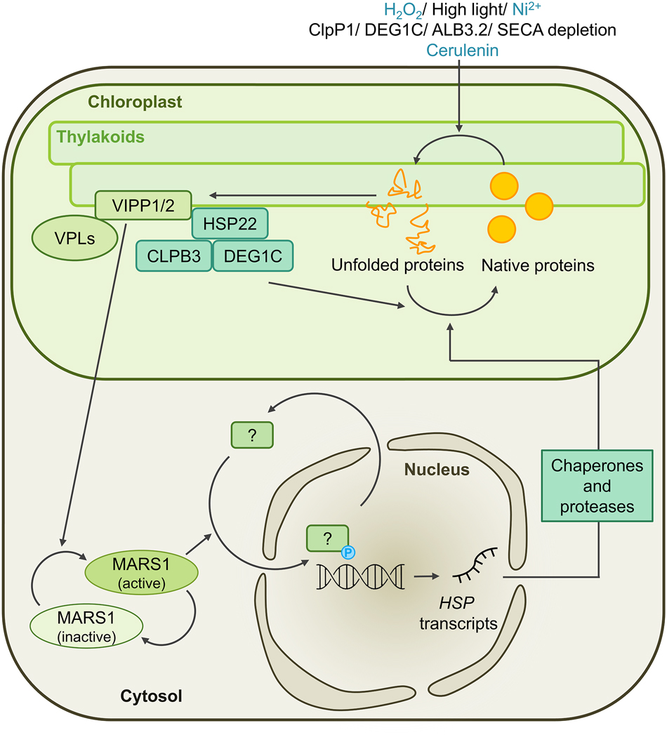 Figure 3:
Working model for the unfolded protein response in the chloroplast (cpUPR) of Chlamydomonas. The accumulation of un- and misfolded proteins in or at the chloroplast membranes is triggered by treatment with H2O2, exposure to high light, nickel ions, or chloroplast fatty acid synthase inhibitor cerulenin, or through depletion of the chloroplast chaperones ClpP1 or DEG1C, or the thylakoid membrane protein transport components ALB3.2 or SECA. The resulting stored curvature elastic (SCE) stress in chloroplast membranes is sensed and coped with by VIPP proteins and potentially their interaction candidates, the VPL proteins. A retrograde signaling cascade involving the MARS1 kinase is activated and results in the transcriptional upregulation of chloroplast-targeted chaperones and proteases, such as HSP22E/F, CLPB3 and DEG1C, as well as of other proteins involved in the acclimation to high light.