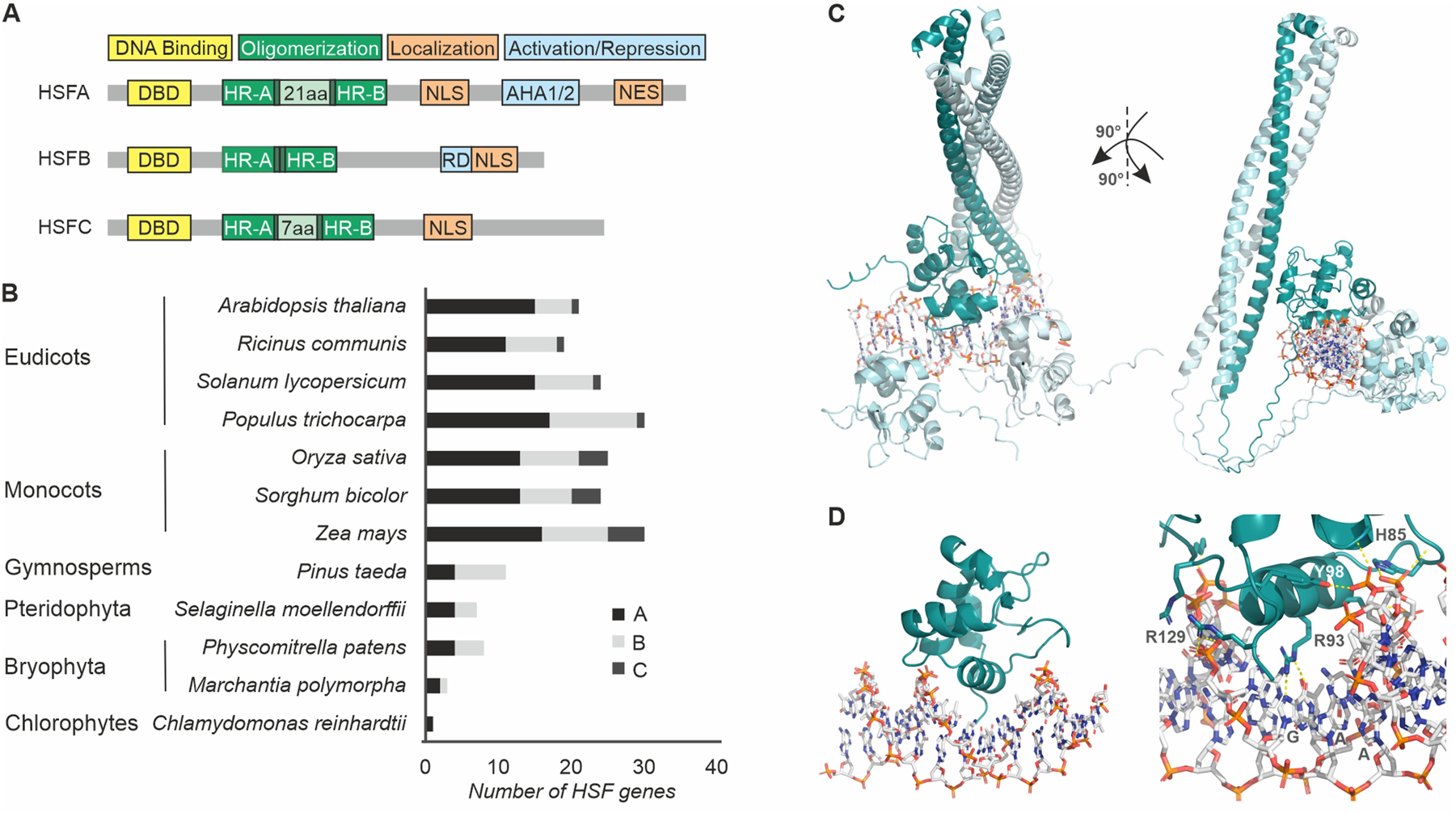 Figure 1:
Plant HSF structure and diversity. (A) Domain architecture of HSF classes. DBD, DNA binding domain; HS, hydrophobic region; NLS, nuclear localization signal; NES, nuclear export signal; AHA, acidic, hydrophobic, aromatic; RD, repressor domain. (B) Expansion of HSF family in plant evolution. (C) Structure of Solanum lycopersicum HSFA1a DBD-OD as trimer bound to HSE based on Alphafold 3 prediction and visualization by PyMol (The PyMOL Molecular Graphics System, Version 3.0 Schrödinger, LLC.). (D) DNA binding of Solanum lycopersicum HSFA1a to the HSE, highlighting the positioning of helix 3 of the DBD within the major groove and the interaction of arginine residue with guanine base. The conserved R93 binding to guanine, as well as additional hydrogen bonds of amino acids of the DBD with the DNA backbone are indicated as predicted by structure analysis by Alphafold 3. A trimer of full length SlHSFA1a bound to DNA is shown in Supplementary Video 1.