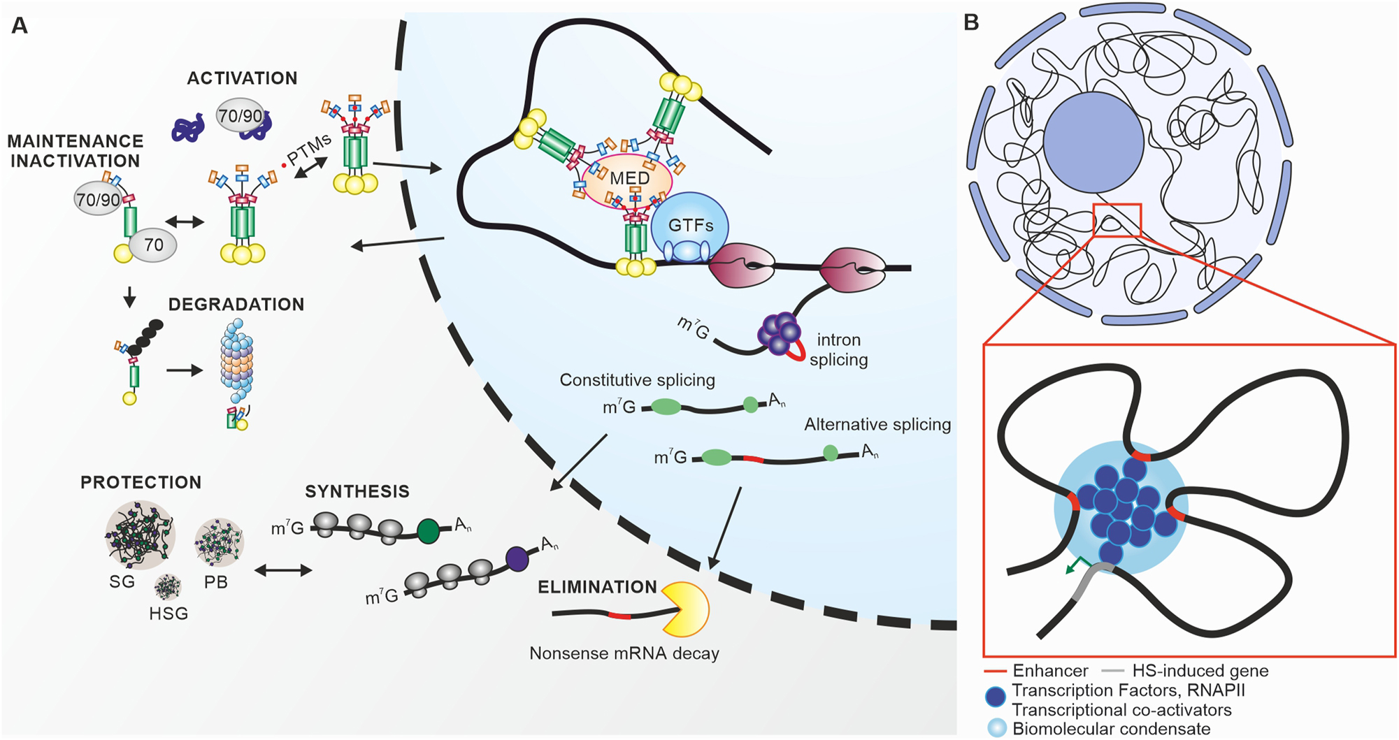 Figure 2:
The activity cycle of heat stress transcription factors. (A) Under control conditions constitutively expressed HSFs are maintained inactive by interaction with high molecular weight chaperones, HSP70 and HSP90. Some HSFs, like tomato HsfB1 are also maintained at low levels in the absence of stress by ubiquitin-mediated and HSP-dependent proteasomal degradation. The accumulation of unfolded proteins under high temperatures releases the HSF from the complex with HSPs. HSFs can create homo- and hetero-oligomeric complexes, which undergo posttranslational modifications such as phosphorylation, translocate to the nucleus and bind to HSEs in the promoter of HS-responsive genes. The exact mechanism for either the positive or negative regulation of transcription is not established, however it is hypothesized a direct or indirect interaction with MEDIATOR complex and general transcription factors (GTFs). Following intron removal by the spliceosome, the HSF mRNA is exported to the cytosol where it is translated. Based on the promoter-enhancer model, HSFs can bind to enhancer elements and generate transcriptional hubs for heat stress induced genes. Under high temperatures the mRNA stability in the cytosol is enhanced by the accumulation of HSF mRNPs in stress granules (SGs) and P-bodies (PBs). HSFA2 has been shown to accumulate in heat stress granules (HSGs) for long-term storage. HSF pre-mRNA can also undergo alternative splicing, which typically results in aberrant mRNAs that are eliminated by the non-sense mRNA decay mechanism in the cytosol. The model depicts the major levels of regulation. (B) General hypothetical depiction of the formation of HSF-based transcriptional hubs in biomolecular condensates based on promoter enhancer interactions.