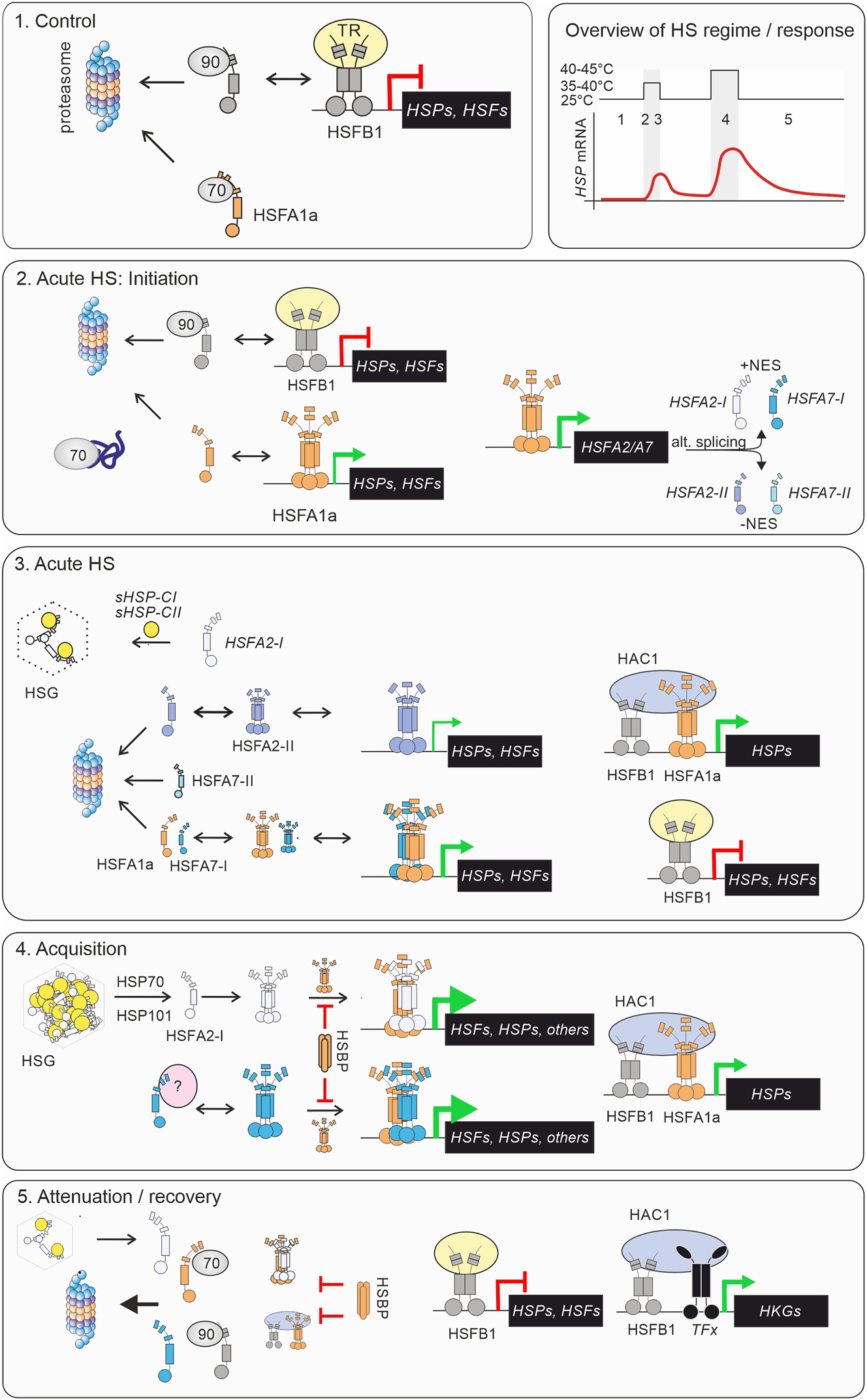 Figure 3:
Current model of the regulation of heat stress response in tomato by four HSFs. The different stages are shown on the top-right panel. A hypothetical mRNA profile of an HSP is shown as an example of HSR intensity. Red line on the gene indicates repression of transcription, and green arrow active transcription. The thickness of the arrow indicates transcription levels (thicker lines: higher transcription). The four HSFs are depicted in different colours, as monomers or trimers. HSP70 and HSP90 are shown as 70 and 90, respectively. HSG, heat stress granule; HAC1, histone acetyltransferase 1; TFx, unknown transcription factor; HKG, housekeeping gene; TR, transcriptional co-repressor; Details on the model are provided in the text and in Box 2.