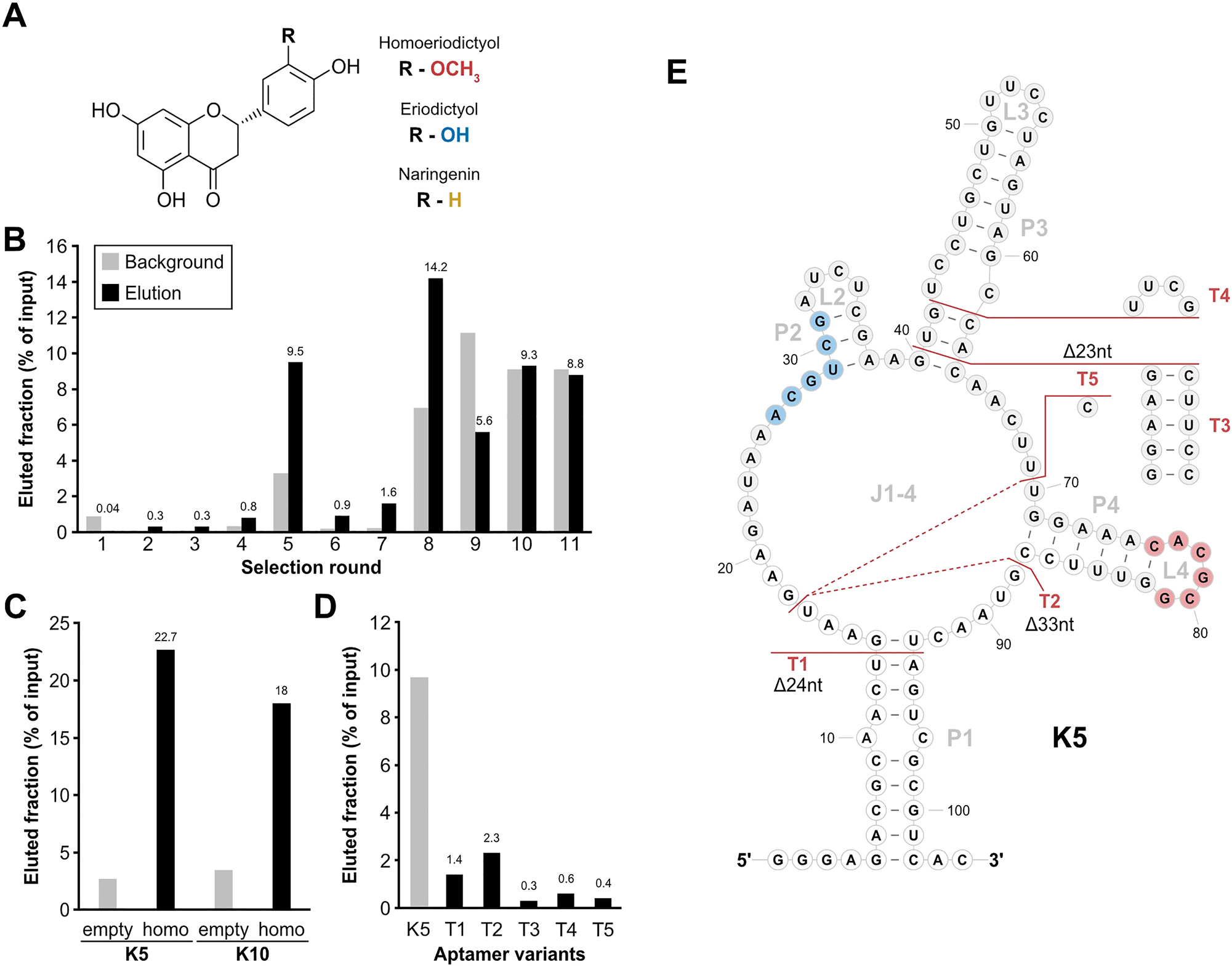 Figure 1:
Column-based SELEX with a randomized N64 library. (A) Basic molecular structure of homoeriodictyol and its close derivatives eriodictyol and naringenin. Difference between the derivatives consists in one residue (R) and the corresponding groups of the different substance are indicated (red: homoeriodictyol, blue: eriodictyol, yellow: naringenin). (B) Progression of the in vitro selection process. Fractions of eluted RNA (black) and background (light grey) are depicted in percent relative to the input corresponding to selection rounds. Mentioned above the columns is the value of the eluted fraction of each round. (C) Binding assay of the aptamer candidates K5 and K10. Shown is the eluted fraction for both candidates from either an uncoupled control column (empty) or a homoeriodictyol-coupled column (homo). (D) Binding assay of the truncations of K5. Shown are the eluted fractions from a homoeriodictyol-coupled column of the full-length candidate K5 and 5 truncations of K5. (E) Secondary structure depiction of aptamer candidate K5 with indications of the tested truncation T1-T5. Nucleotides with white background indicate the sections of the constant regions. The identified binding motifs for homoeriodictyol are highlighted in blue (motif 1) and red (motif2). The shown structure is based on a folding prediction from RNAfold (Lorenz et al. 2011).