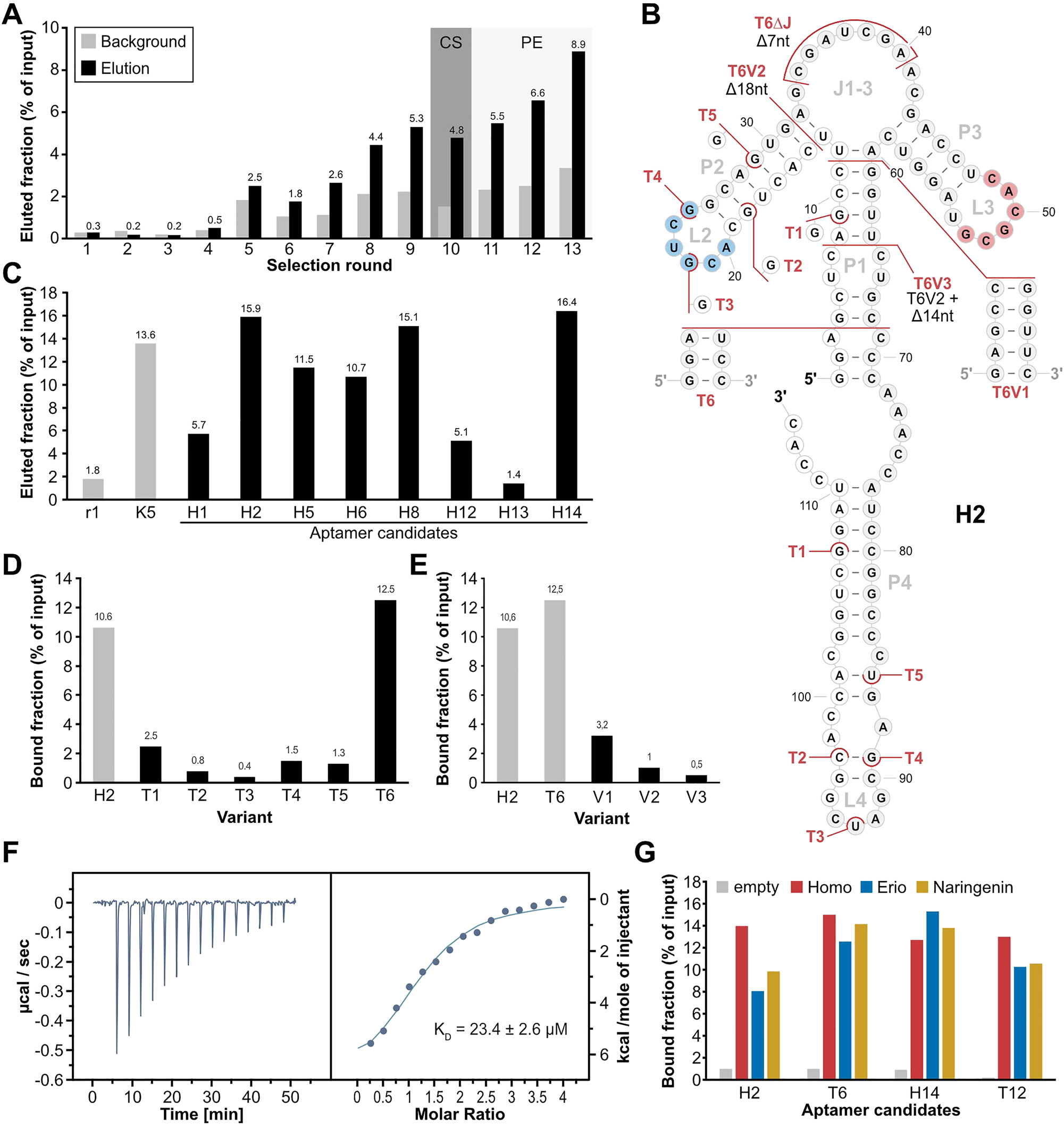 Figure 2:
Column-based SELEX with a N74 library. (A) Progress of the column-based SELEX using the N74 pool, showing the eluted fraction (black) and background level (grey) over the course of the selection rounds. Numbers above the columns show the value of the corresponding elution fraction. Round 10 including a counter-selection (CS) step is indicated by a grey background. Rounds including pre-elution steps (PE) are indicated by a light grey background. (B) 2D representation of aptamer H2, based on folding prediction from RNAfold (Lorenz et al. 2011). White background of nucleotides indicates sections of the constant regions, grey background indicates the randomized region. The homoeriodictyol-binding motifs 1 (blue) and 2 (red) are indicated. Truncations T1-T6 and mutations of T6 (V1-3) are indicated in red. (C) Binding assay of aptamer candidates from round 13 of the column-based SELEX using N74. Round 1 of this selection and aptamer K5 were used as controls for binding to homoeriodictyol. (D) Binding assay of truncated versions of H2 (T1-T6) in comparison to the full-length aptamer H2. (E) Binding assay of the mutations of T6 (V1-V3) in comparison to H2 and its truncation T6. (F) Representative Thermogram and titration curve of isothermal titration calorimetry with T6 titrating homoeriodictyol. (G) Binding assay testing binding specificity of H2, T6, H14 and T12. The aptamers were incubated either with an uncoupled column (grey) or a homoeriodictyol-coupled column and then eluted by washing with either 1 mM homoeriodictyol (red), eriodictyol (blue) or naringenin (yellow).