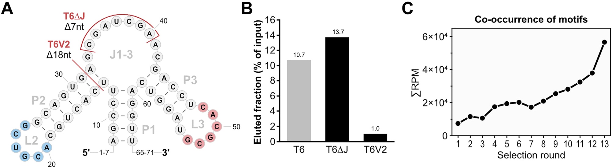 Figure 3:
Identification of Homoeriodictyol-binding motifs. (A) Apical structure of T6 relevant for the identification of the homoeriodictyol-binding motifs. Identified motifs are highlighted in blue (motif 1) and red (motif 2). Mutations of T6 related to the function of the motifs are indicated in red (T6V2 and T6ΔJ). Left out nucleotide positions at the 5′- and 3′-end are indicated by numbers. (B) Binding assay results of the mutations of T6 connected to the identified motifs in comparison to T6. (C) Analysis of co-occurrence of the two motifs on sequences over the course of the N74 SELEX by NGS. The number of reads containing both motifs is given in reads per million (RPM) over the selections rounds of the SELEX.