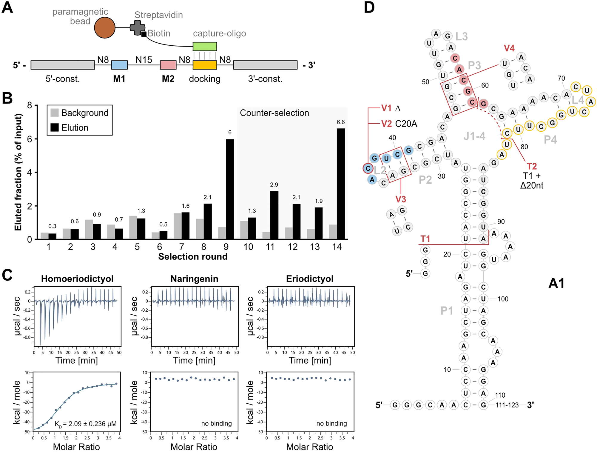 Figure 4:
Selection of A1 by motif-doped Capture-SELEX. (A) Doped Capture-SELEX pool design with immobilization mechanism through hybridization of the docking sequence to the capture-oligonucleotide and Streptavidin-Biotin interaction. The incorporated motifs are indicated as M1 (blue) and M2 (red), while the docking sequence for immobilization is indicated as “docking” (yellow). The pool is immobilized by hybridizing the docking sequence to a DNA capture-oligonucleotide (green) that is coupled to paramagnetic beads by biotin-streptavidin interaction. (B) Progress of the Capture-SELEX. Shown are the fractions of background (light grey) and specifically eluted RNA (black). Values of the eluted fraction are indicated above the columns. Rounds including a counter-selection step with 1 mM eriodictyol and naringenin are indicated by a light-grey background. (C) Isothermal Titration Calorimetry (ITC) results of A1 with homoeriodictyol, naringenen and eriodictyol. Shown are thermograms and titration curves of the three measurements. (D) Depiction of the secondary structure of A1 as predicted by RNAfold (Lorenz et al. 2011). The motifs 1 (blue) and motif 2 (red) as well as the docking sequence (yellow outline) are highlighted. White background of nucleotides indicates sections of the constant regions while grey background indicates parts of the randomized region. The modifications of the aptamer are indicated in red, showing the first truncations T1 and T2, and the subsequent mutations of T1 V1-V4. The last 12 nucleotides of the aptamers 3′-end are indicated as “111–123”, since they were removed with T1 and were predicted to show no secondary structure.