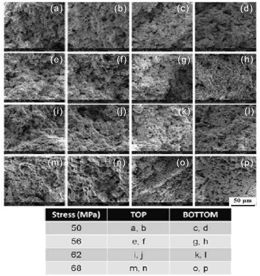 Figure 4: Fractograph of crept service exposed specimens (both top and bottom portion of the tube) tested at 870°C in the stress range of 52–68 MPa.