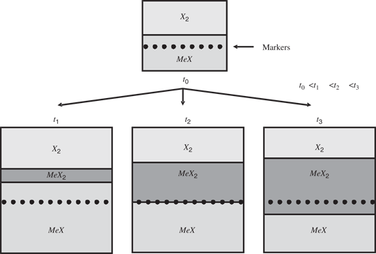Figure 5 Schematic representation of the positions of markers in the highly nonstoichiometric MeX substrate, homogenized under oxidant pressure much lower than the dissociation pressure of higher oxide MeX2 (where t1, t2 and t3 denote reaction times)