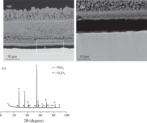 Figure 6: Micrograph (SEM/BEI) of a cross section and XRD spectrum of Ti-5Al-2.5Sn oxidized in air at 850°C for 24 h: (a) general view, (b) enlarged view of the selected area of (a), (c) XRD spectrum.