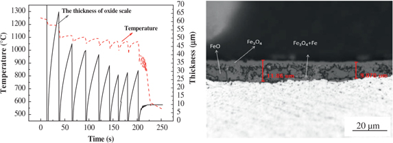 Figure 4: Simulated relationship between temperature and scale thickness and the structure after coiling.