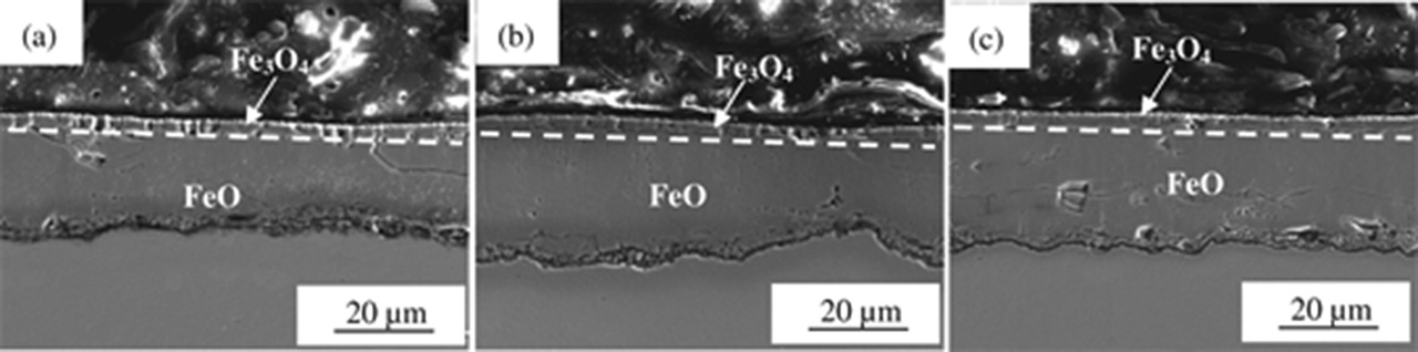 Figure 6: Cross-section of oxide scale structure under different cooling rates (a) Cooling rate from 850 °C to 600 °C at 50 °C/s and then from 600 °C to 550 °C at 5 °C/s; (b) Cooling rate from 850 °C to 550 °C at 20 °C/s; (c) Cooling rate from 850 °C to 800 °C at 5 °C/s and then from 800 °C to 550 °C at 50 °C/s.