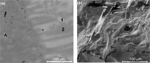 Figure 4:
SEM images of the investigated spinel material: (a) polished cross section and (b) fracture surface.