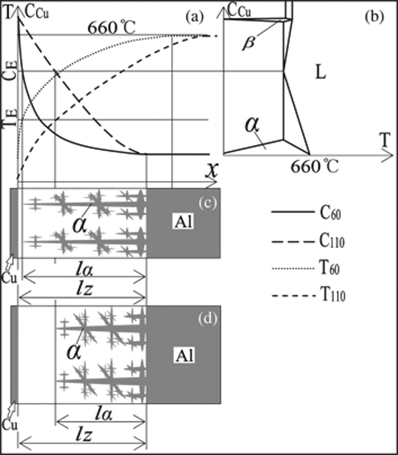 Figure 5: Schematic diagram of the solidification process in the transition layer: (a) Concentration and temperature distribution; (b) Phase diagram of Al-Cu alloy; (c) Solidification process at 60 s after pouring; (d) Solidification process at 110 s after pouring.