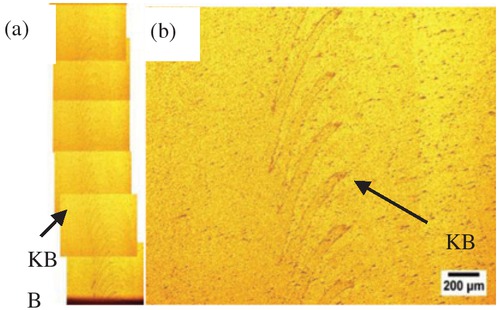 Figure 8 Kissing bond (KB) of XY surface of FSW joint. (a) Overview of kissing bond (KB); (b) Detail of kissing bond (KB).