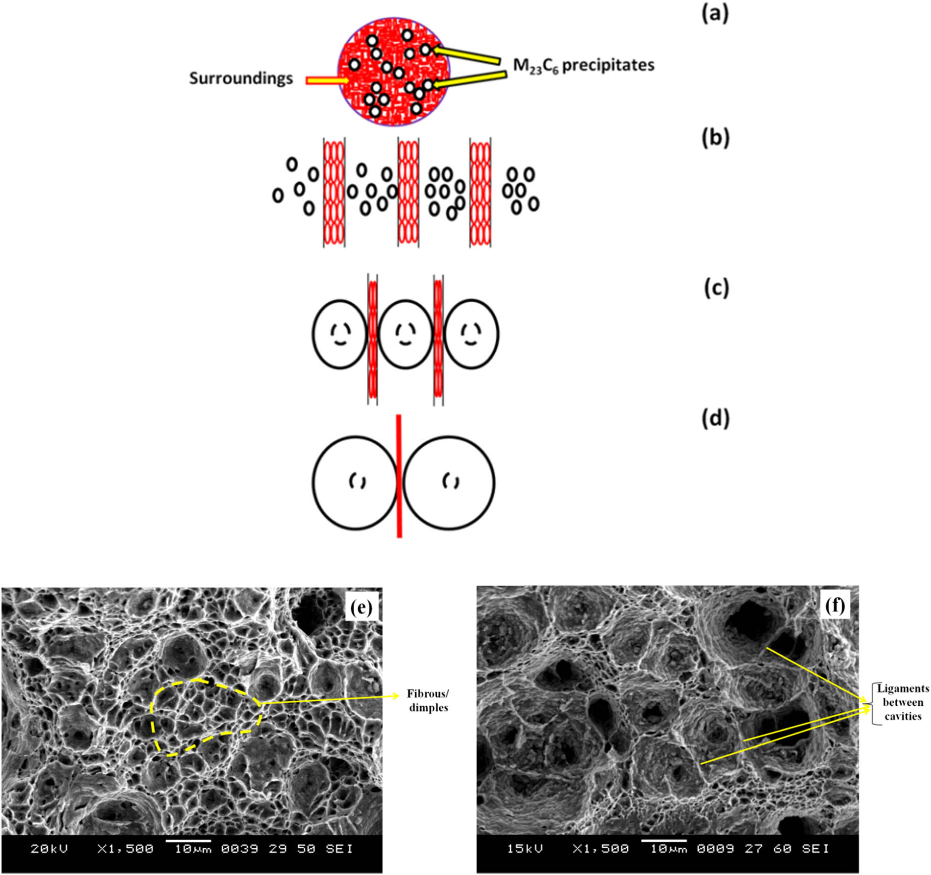 Figure 10 (a–d) Proposed mechanism for precipitate coarsening and fracture. SEM fractographs obtained for ruptured specimens of 1060°C/740°C at (e) 325 MPa/199 h and (f) 235 MPa/4,321 h.