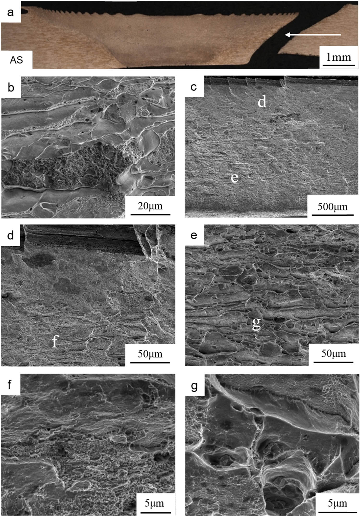 Figure 10 
                  (a) OM of as-tested A2 specimen and observation direction of SEM indicated by white arrow; (b) SEM of the fracture surface of the as-tested base material specimen; SEM of (c) fracture surface of as-tested A2 specimen, (d and e) local zone in (c), (f) local zone in (d), and (g) local zone in (e).
               
