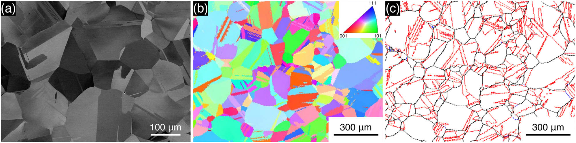 Figure 1 
               (a) SEM-BSE image, (b) IPF map, and (c) boundary map of the initial microstructure of the Co–28Cr–6Mo–1.5Si alloy substrate prior to immersion tests. In the boundary map, the black, blue, and red lines represent high-angle boundaries (15° ≤ θ), low-angle boundaries (2° ≤ θ < 15°), and annealing twin boundaries, respectively.
            