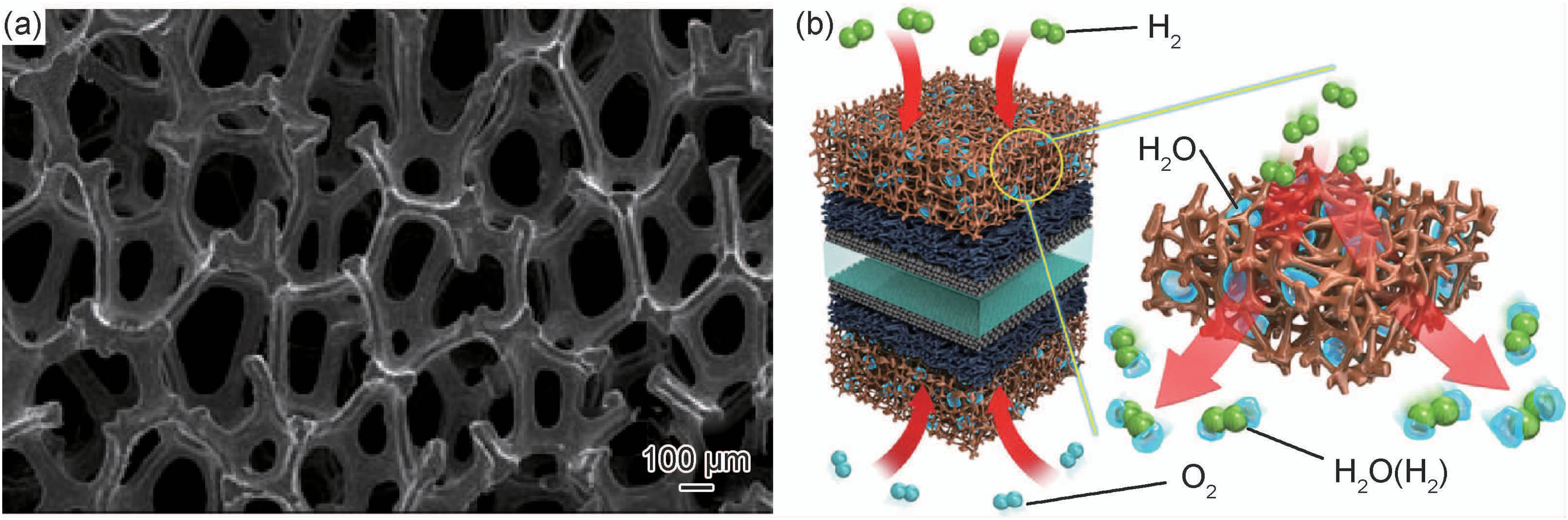Figure 7 
                  Pictorial representation of fuel cell: (a) foam field and (b) schematic [50].
               