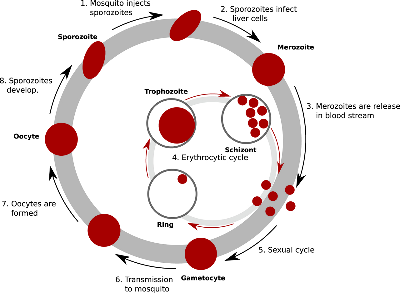 Figure 1: The life cycle of P. falciparum.The human host is infected by sporozoites through the bite of a infected female Anopheles mosquito. The sporozoites quickly migrate to the liver, where they start a two week-long multiplication process. Merozoites are then released in the bloodstream and proceed to infect red blood cells. The parasites then start their “erythrocytic” cycle (through rings, trophozoites and schizonts stages), via another round of replication in red blood cells. This replication occurs via an unusual process of cell division called schizogony. In schizogony replication, the parasite first undergoes multiple rounds of nuclear replication involving division into 13 to 32 daughter cells, until the red blood cell bursts and provokes the release of merozoites and the infective cycle starts anew. This asexual replication cycle is responsible for the symptoms and the complications of the disease: anemia, tertian fever, …