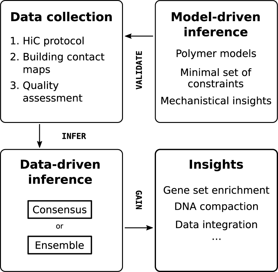 Figure 2: Understanding 3D genome structure using contact maps.Approaches to studying the 3D structure of the genome broadly fall into two categories. The first uses contact count data to infer 3D models, while the second creates models, and validates those using contact count data. The 3D structures can then be used to gain biological insights on the organism of interest.