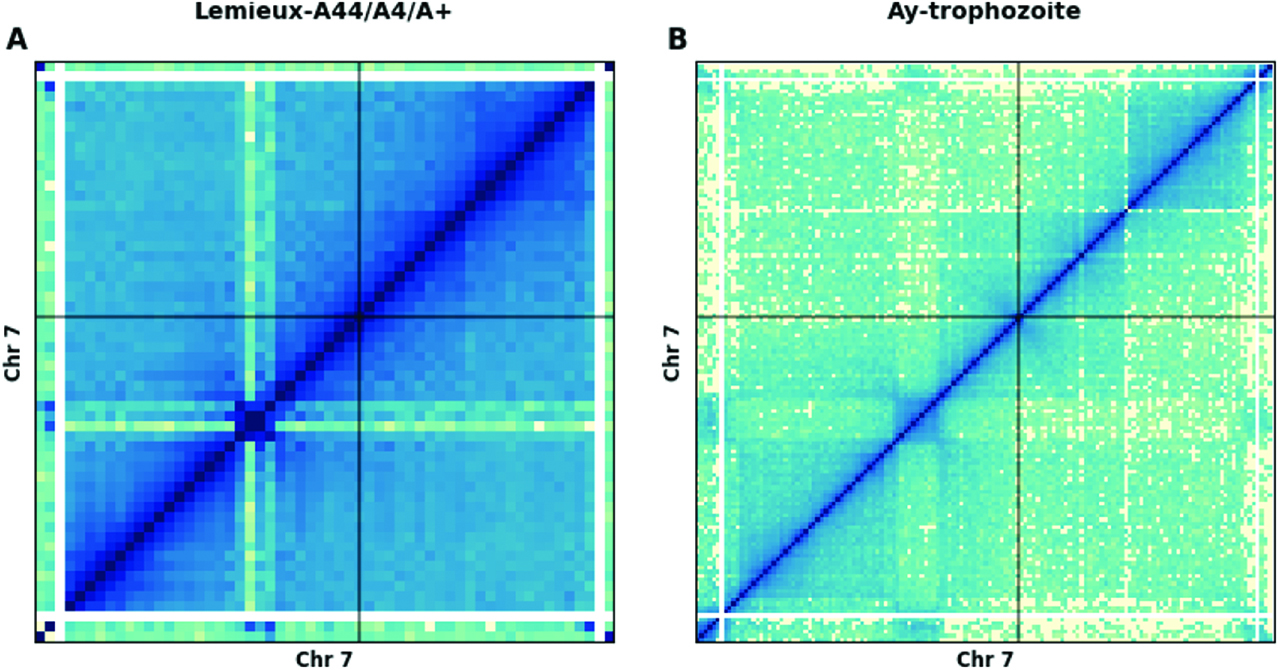 Figure 3: Contact maps of P. falciparum’s chr7.Both contact maps show enrichment of contact counts in VRSSM clusters (A. Ring stage [19] of IT strains, B. Trophozoite stage of 3D7 [20]) Dark blue corresponds to high interactions, light yellow to low interactions. The strong diagonal reflects the proximity of adjacent regions of the genome. The black line indicates the centromeres.