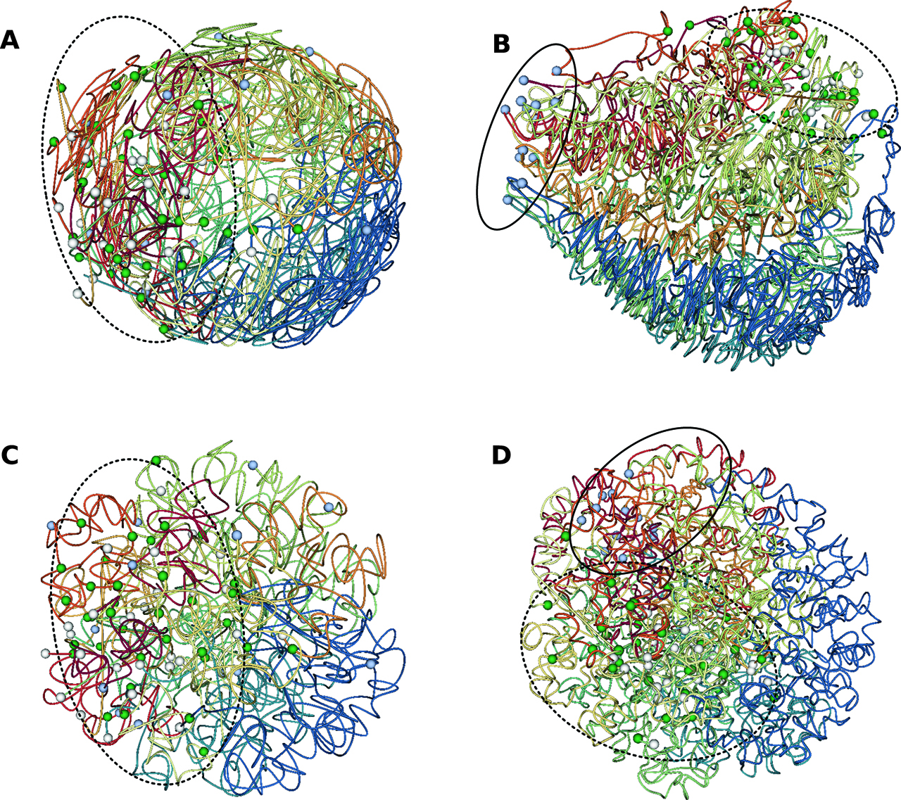 Figure 4: 3D models of P. falciparum’s genome architecture.Using pastis-mds [23] (that implements a weighted MDS model) (A and B) and pastis-PO [23] (the Poisson modeling presented section 2.2.3) (C and D) on two Hi-C data sets of P. falciparum: a low signal-to-noise ratio data set at a Ring stage [19] (A and C) and a high signal-to-noise ratio data set at the Trophozoite stage [20] (B and D). pastis-MDS recovers a plausible structure for the high quality data set, but the non-uniform distribution of beads on low quality data set suggests that the method is not adequate on such a data set. In contrast, pastis-PO recovers plausible structures both on the high and low quality data sets. Each color corresponds to a chromosome. Large white beads mark centromeres, small blue beads telomeres and green beads VRSM clusters. Centromeric cluster is marked with a black line, telomeric cluster is marked with a dashed line.