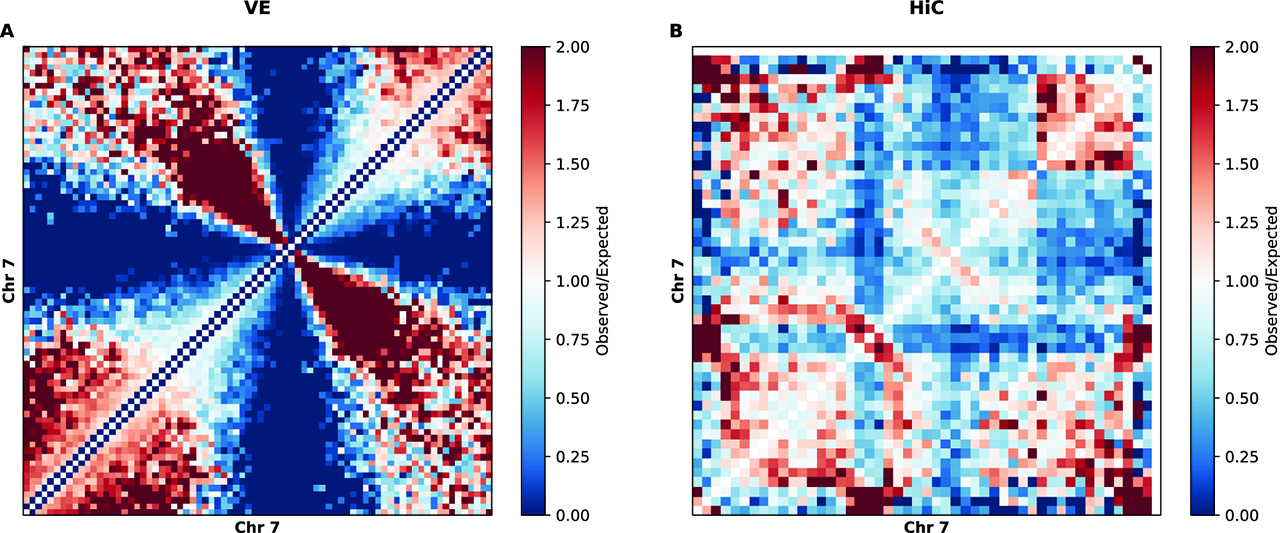 Figure 5: Volume Exclusion Modeling.Observed/expected matrices illustrate either depletion (blue) or enrichment (red) in contact counts for each pair of loci. A. Observed/expected map for volume exclusion modeling of P. falciparumB. Observed/expected map for Hi-C data.