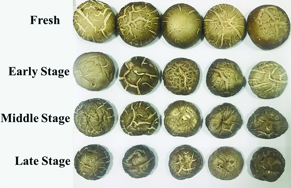 Figure 1: The RGB images of the samples from different drying stages.