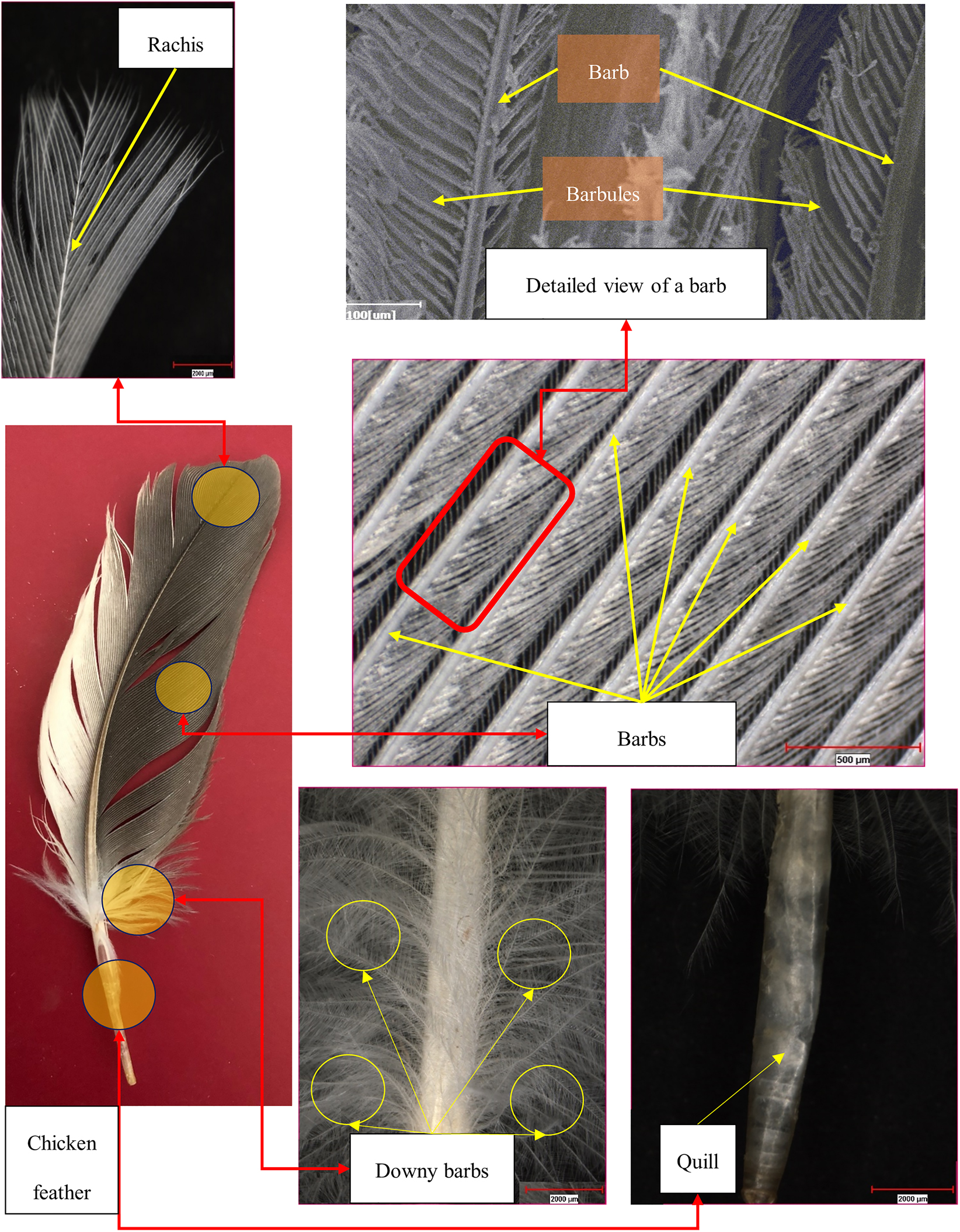 Figure 1: 
Detailed view of a CF and its parts.
