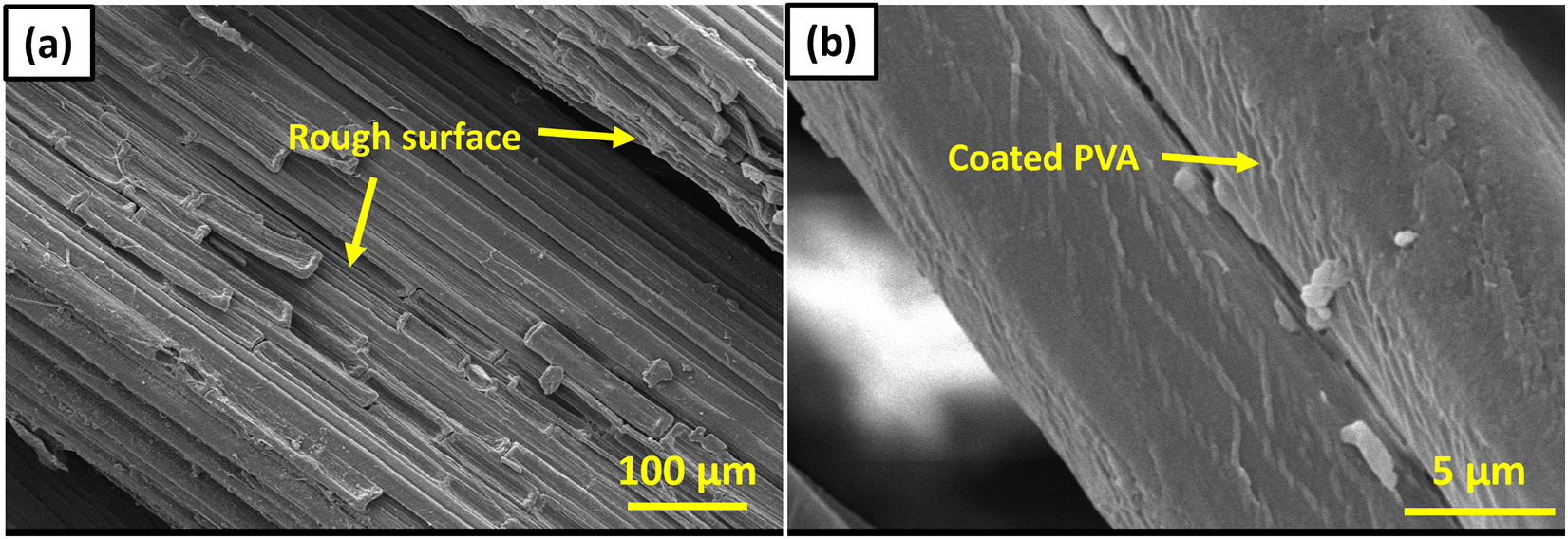 Figure 2: 
SEM micrographs of (a) untreated extracted bamboo fiber, and (b) 3 wt.% PVA-treated bamboo fiber.
