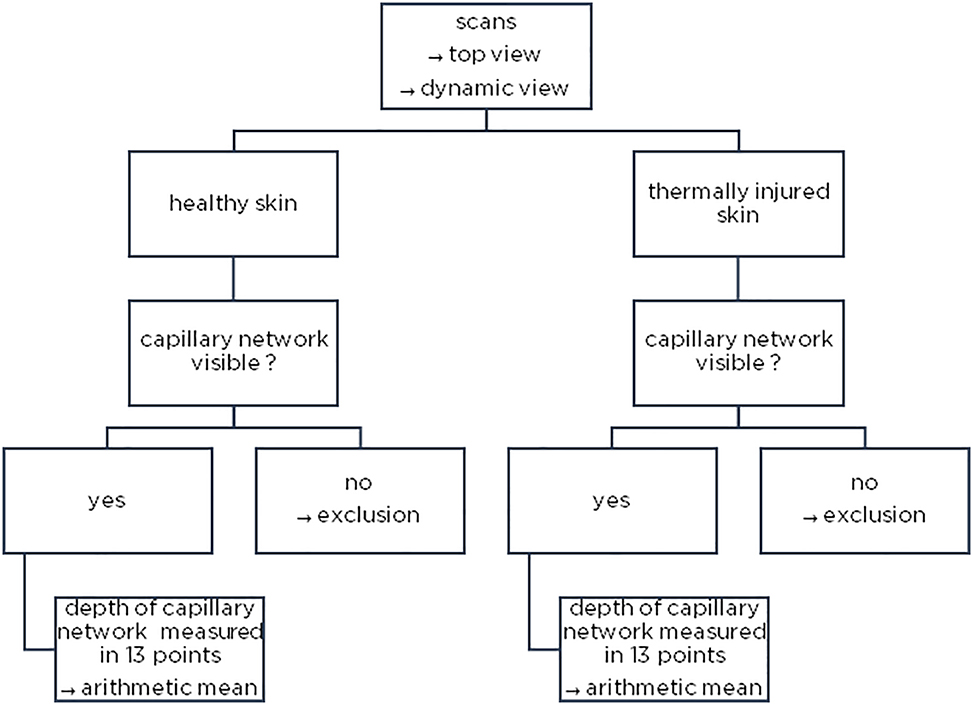 Figure 1: 
Method illustration – examination of the image material regarding the existence of the capillary network and measurement (top and dynamic view).
