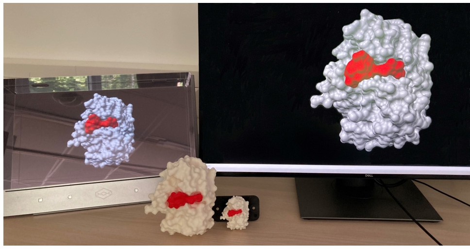 Figure 1 
Visualisations and physicalisation of ser/thr protein phosphatase 1 (PP1). From left to right: 3D holographic visualisation of PP1 (PDB ID: 1FJM [7], [32], [33]) on a looking glass device, data physicalisation with two 3D printed surface models in different sizes and a standard stereoscopic visualisation on a 2D screen with the molecular visualisation software ChimeraX [31], [64].
