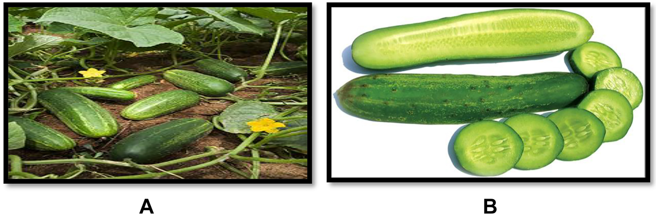 Figure 1: 
Cucumis sativus Linn.
(A) Tree growing in flowering & fruiting stage. (B) Fruits.

