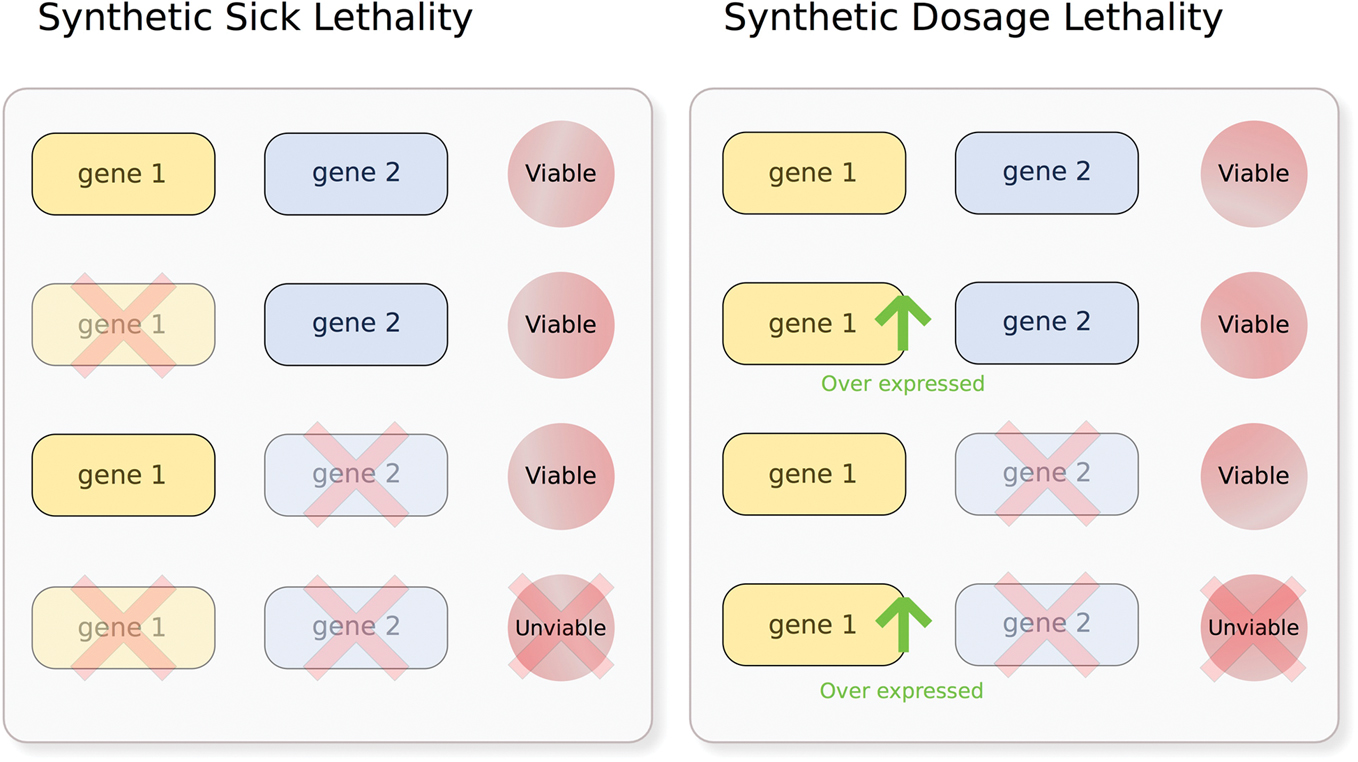 Figure 1: Schematic illustration of synthetic sickness lethality and synthetic dosage lethality.