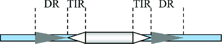 Figure 1: Structure of a MITE. A MITE has a pair of terminal inverted repeats (TIRs) in the boundary and a pair of direct repeats (DRs) in the direct flanking region.