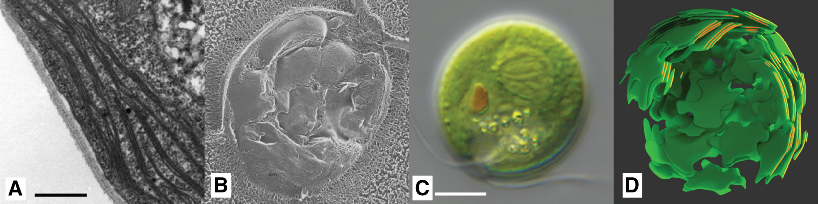 Figure 7:  Chloroplast of Chlamydomonas: (A) TEM slice (scale bar 500 nm) (©2018 Trustees of Dartmouth College/Public Domain [64]). (B) Freeze fracture SEM image (×35.000, for scale bar see c) (©2014 Courtesy of Ursula Goodenough/John Heuser). (C) Light microscopy image (scale bar 5 μm) (©2016 Courtesy of Wolfgang Bettighofer). (D) Chloroplast plates rendered with final material, partly truncated, with highlighted cleaved surfaces to be compared with (A).