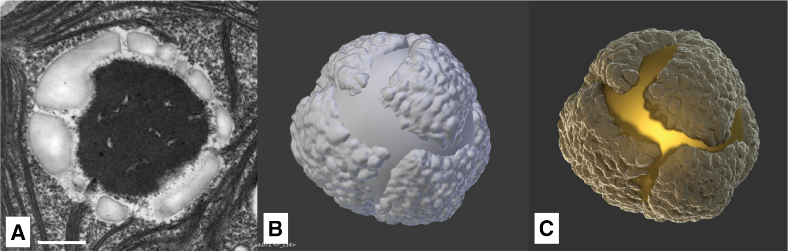 Figure 10:  Model of pyrenoid and starch attachments: (A) TEM slice (scale bar 500 nm) (©2018 Trustees of Dartmouth College/Public Domain [64]). (B) Rendered solid with default OpenGL lights. (C) Rendered with applied final materials using the Cycles renderer.