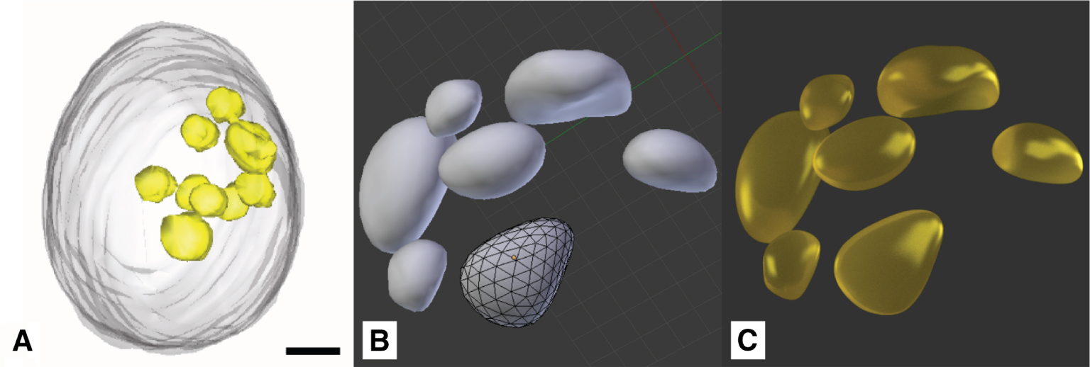 Figure 11:  Lipid deposits: (A) X-ray tomography model (scale bar 1 μm) (©2012 Hummel et al., CC BY 4.0 [31]). (B) Lipid droplets modeled in Blender. (C) Rendered Lipid droplets with final material.