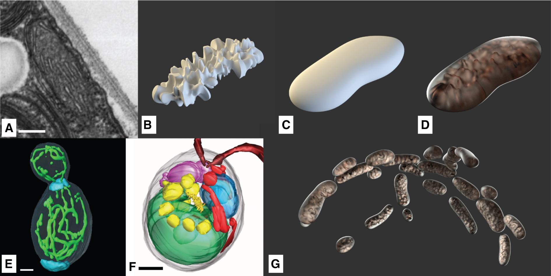 Figure 12:  Mitochondria: (A) TEM-slice (scale bar 200 nm) (©2018 Trustees of Dartmouth College/Public Domain [64]). (B) Model of the inner structure. (C) Model of the outer structure. (D) Combinded model with final materials. (Ee) Yeast cells show elongated mitochondria networks (scale bar 1 μm) (©2002 National Academy of Sciences [65]). (F) Mitochondria structures spanning through C. reinhardtii (red, scale bar 1 μm) (©2012 Hummel et al., CC BY 4.0 [31]). (G) Extended mitochondrial structures positioned following the curvature of the cell membrane.