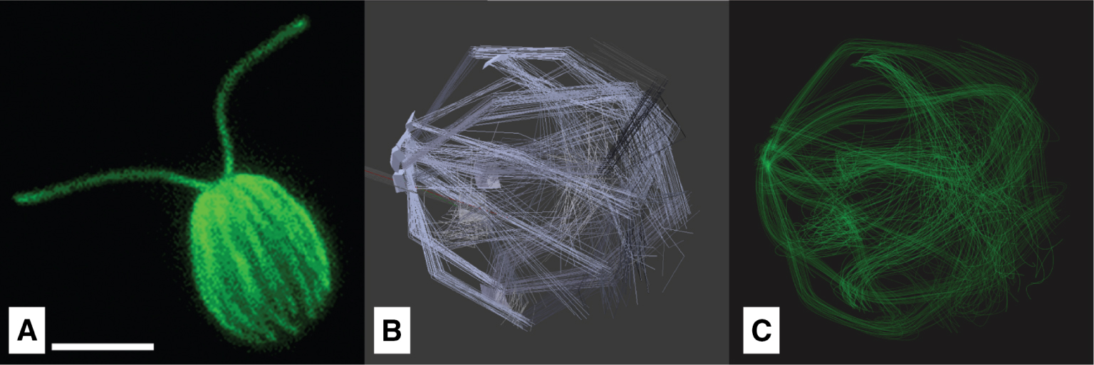 Figure 13:  Microtubules filaments of the cytoskeleton: A) Chlamydomonas reinhardtii fluorescently labeled with an antibody to tyrosinated tubulin (©2018 Courtesy of Karl Johnson, procedurally as described in [69]) B) Hair Emitter with emitting planes. A) Rendered tubule model.