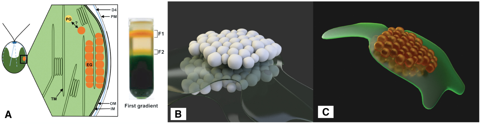 Figure 14:  (A) Left: schematic longitudinal section through the eyespot in the region of the four stranded microtubular root (D4) consisting of local specializations of different compartments: plasma membrane (PM) overlying the eyespot globules (EG), which is close to the inner and outer chloroplast envelope (IM/OM) as well as in contact with the thylakoid membrane (TM) and arranged in layers. The possible link between plastoglobules (PG) and EG is indicated, Right: separation of the cell homogenate in the first gradient using the Schmidt et al. eyespot isolation method, clearly showing the carotenoid spectrum (©2015 Eitzinger, Wagner, Weisheit, Geimer, Boness, Kreimer and Mittag [70]) (B) Eye segments rendered with neutral material. (C) Rendered with final material.