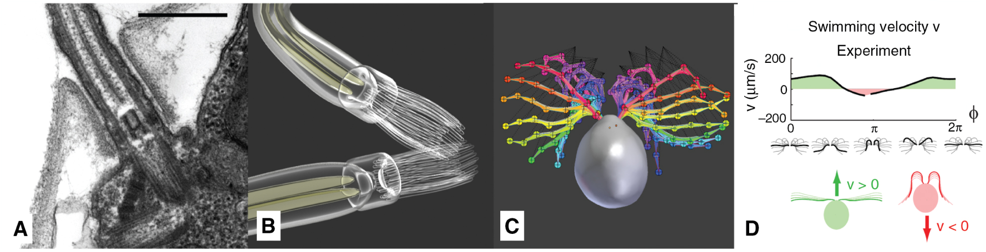 Figure 15:  Modeling of the flagella: (A) TEM slice of the cellular mounting (scale bar 500 nm) (©2018 Trustees of Dartmouth College/Public Domain [64]). (B) Basal bodies and Flagella rendered. (C) Overlay of joint-bone model of several keyframes of the beating cycle, redrawn based on [72]. (D) Swimming velocity profile during one beating cycle [71].