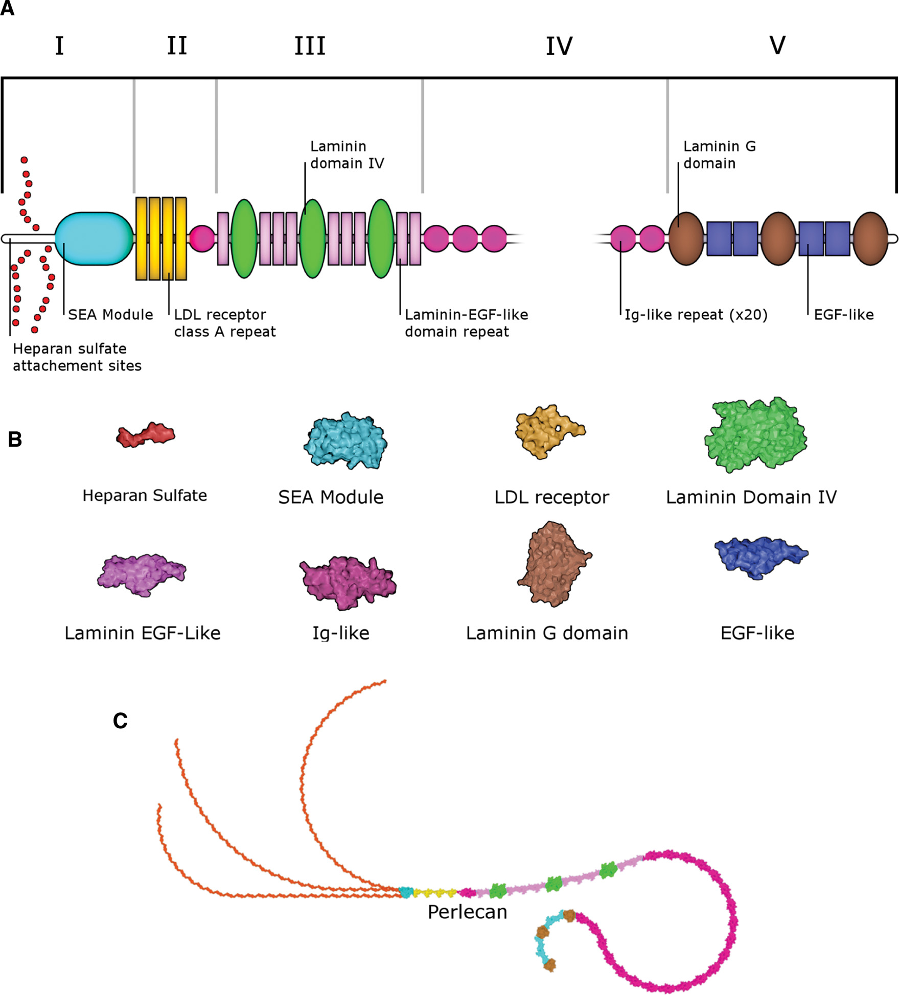 Figure 1: Perlecan domain maps and molecular ingredients.