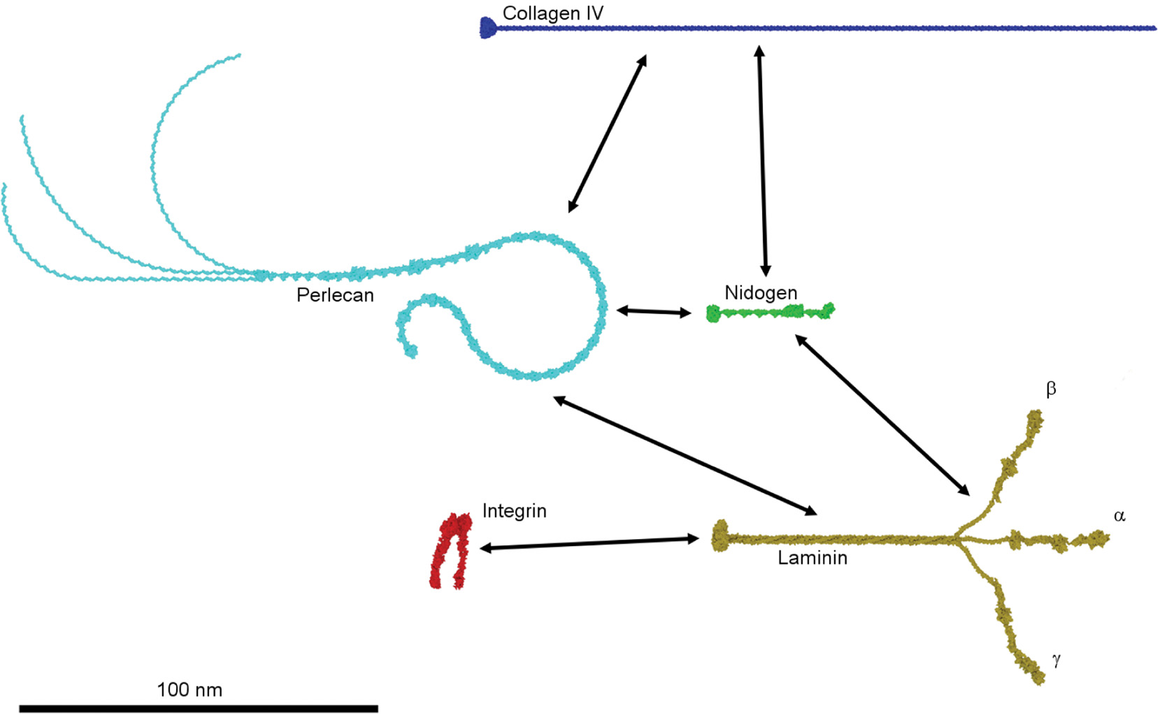Figure 5: Known interactions between basement membrane components.