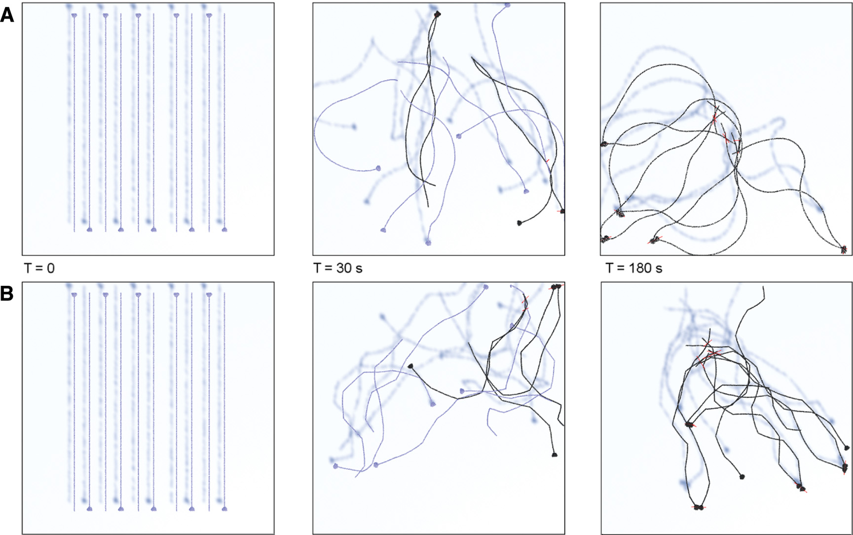 Figure 6: Initial conformation and reticulation of the collagen (black molecules are molecules involved in a network). Simulations of Type IV Collagen without kinks (A) and kinks (B). Time in seconds represent running time in the computer and does not represent real time in the simulation.