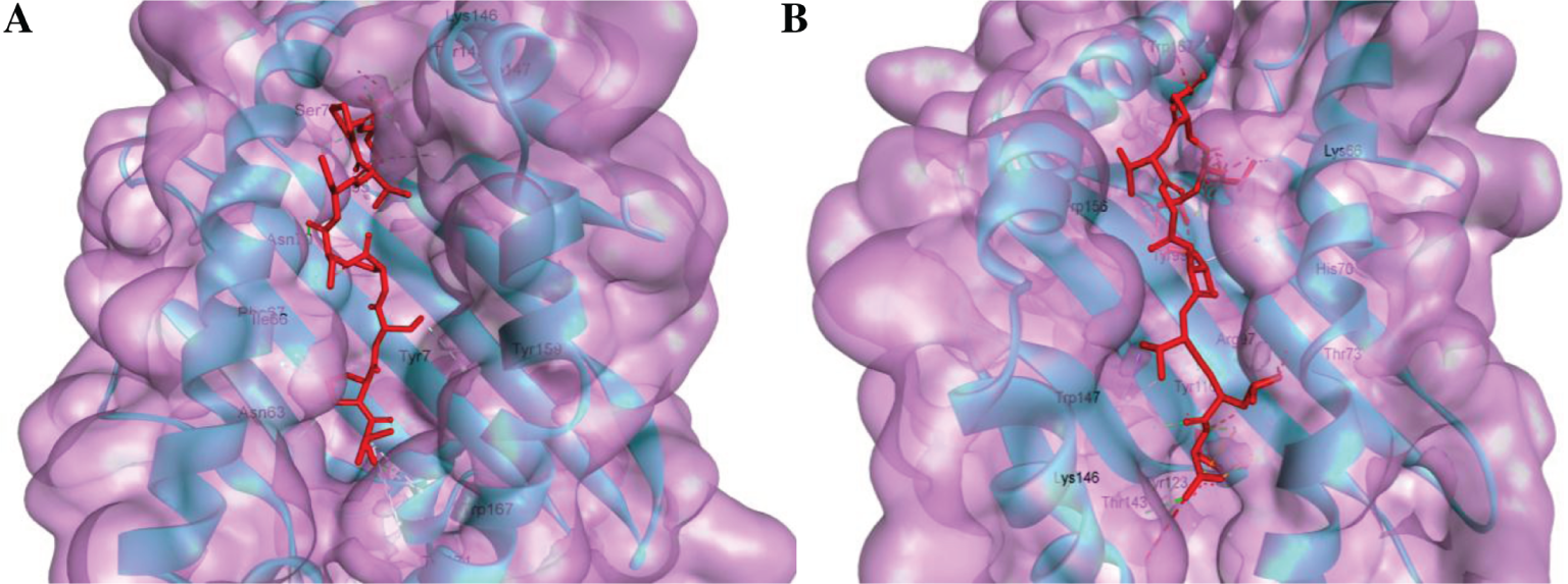Figure 3: Docking predicts the interaction of predicted epitopes to MHC class I molecule, HLA-A*02:03 and HLA-B*35:01. Binding of “ALQTGITLV” to the interacting grooves of the generated structure of HLA-A*02:03 (binding energy: −8.4 Kcal/mol). Binding of “VPSSSTPL” to the binding grooves of the retrieved structure of HLA-B*35:01. (Binding energy: −8.5 Kcal/mol) The blue colored portion and green portion in both figure (A and B) represent HLA-A*02:03 molecule, ALQTGITLVL epitope and HLA-B*35:01 molecules and VPSSSTPL epitope, respectively.