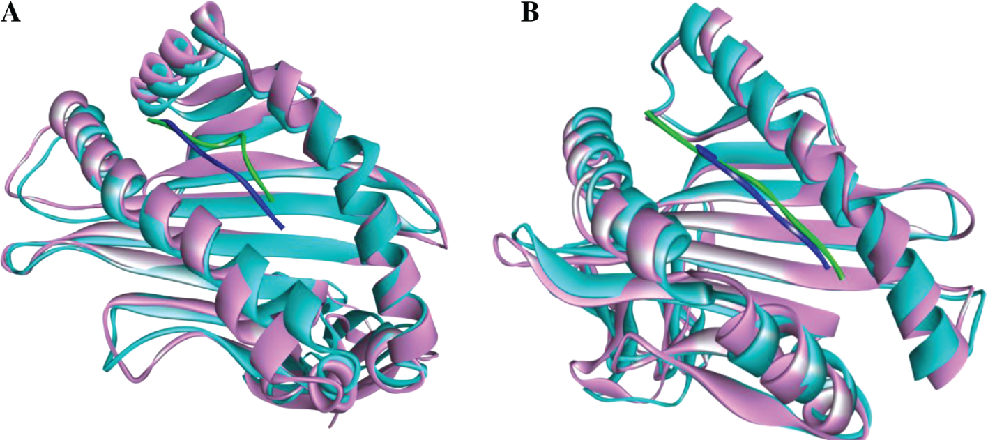 Figure 5: Superimposed images of (A) ALQTGITLV-4PRN and (B) VPSSSTPL-3OX8 complexes before and after 50 ns MD simulation. (Pink- protein before simulation; Cyan- protein after simulation; Blue- peptide before simulation; Green- peptide after simulation)